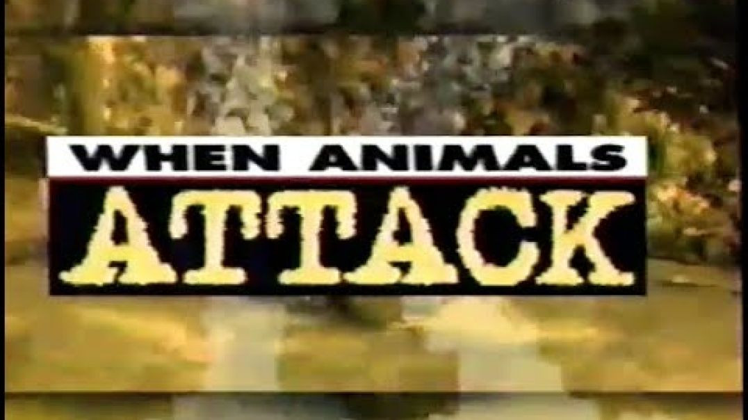 When Animals Attack Humans