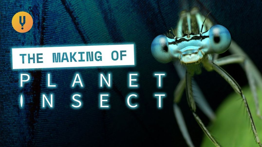 Planet of the Insects S01E01
